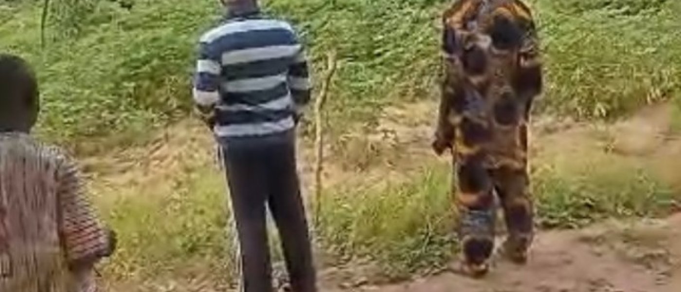 Cassava tubers on 20  acres