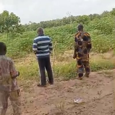 Cassava tubers on 20  acres