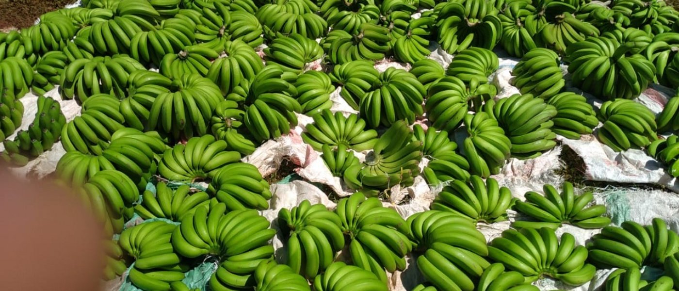 Organic fruit bananas of Cavendish/Williamson type