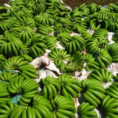 Organic fruit bananas of Cavendish/Williamson type