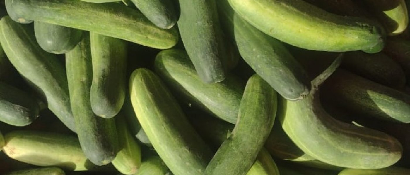 cucumber