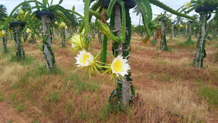 Siri Dragon Fruit Farm