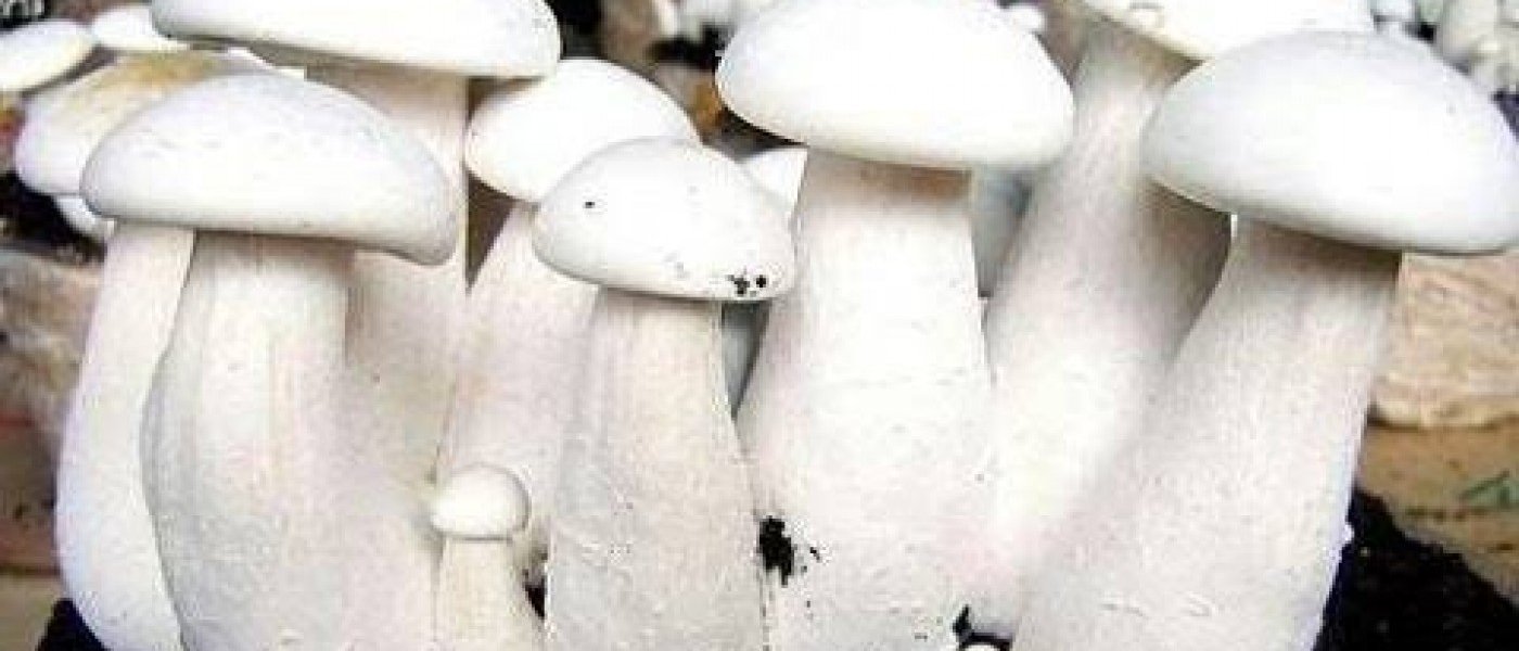 Milky Mushroom , Oyster Mushroom