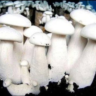 Milky Mushroom , Oyster Mushroom