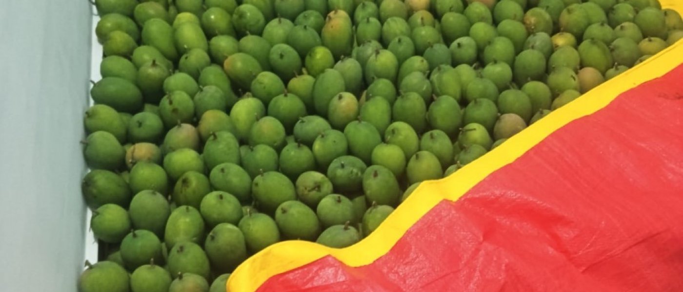 Seasonal Organic Alphonso Mango