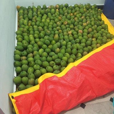 Seasonal Organic Alphonso Mango