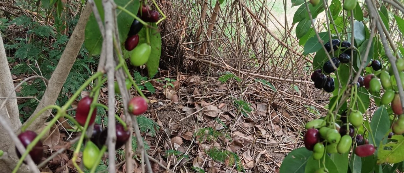 Fresh jamun plum fruits