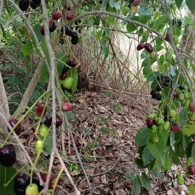 Fresh jamun plum fruits