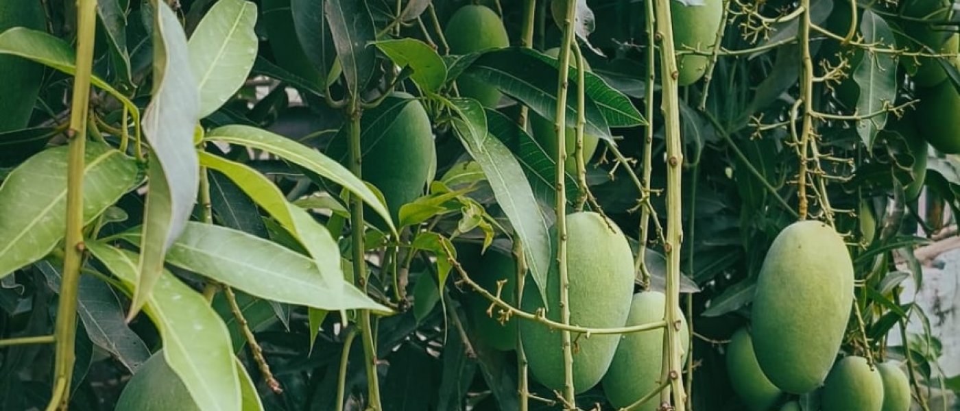 Local organic mangoes