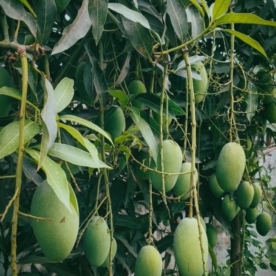Local organic mangoes