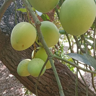 Mangos
