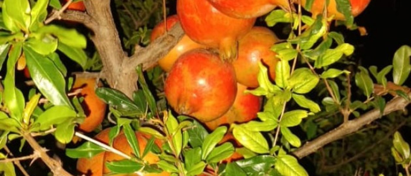 Pomogranate