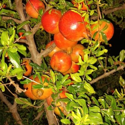 Pomogranate