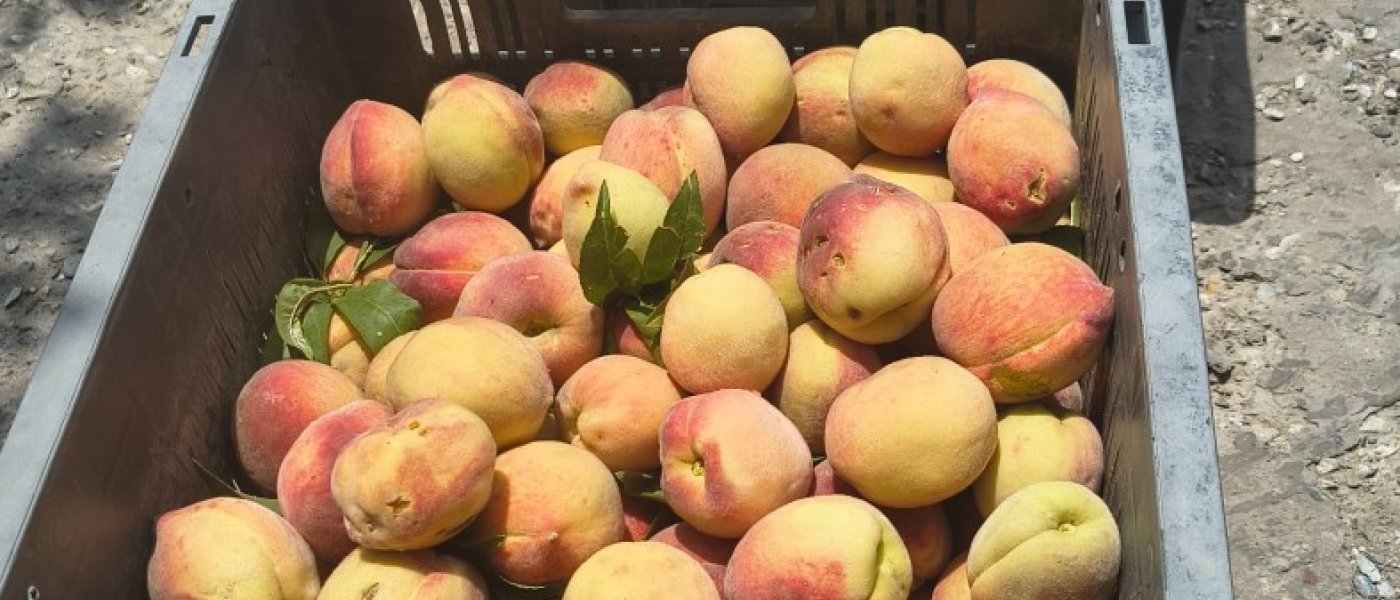 Peaches (aadu)
