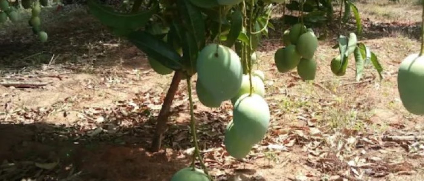 Mango
