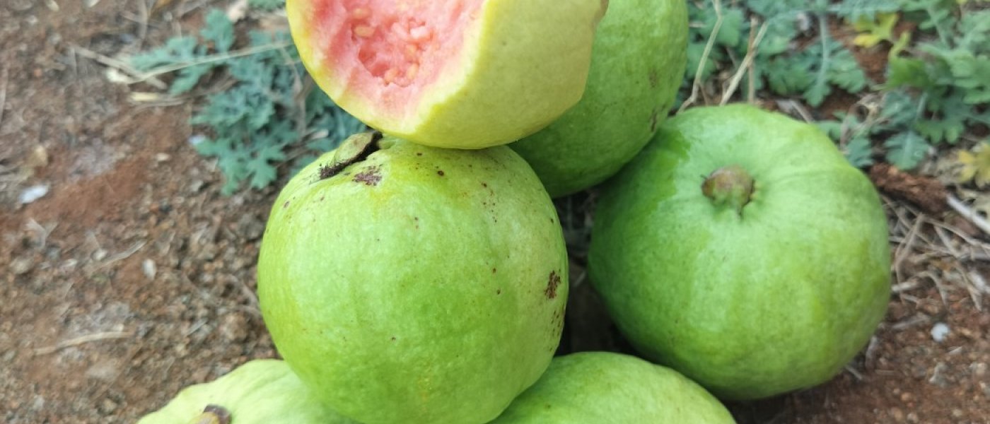 Thai Guava, Watermelon, Flower, Cape Gooseberry