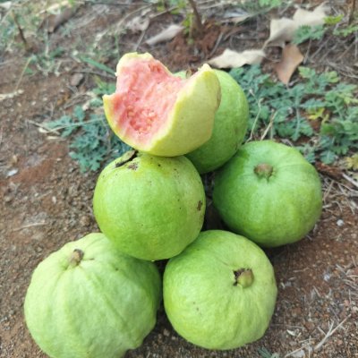 Thai Guava, Watermelon, Flower, Cape Gooseberry