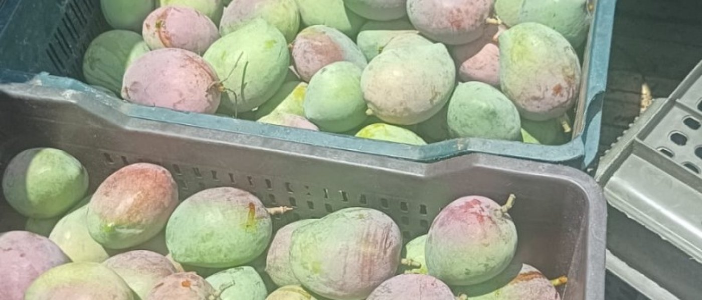 Fresh Senthura Mangoes Available