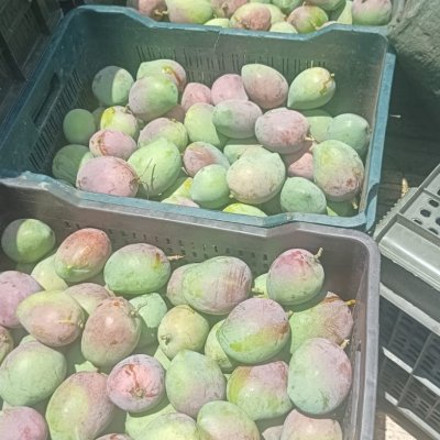 Fresh Senthura Mangoes Available