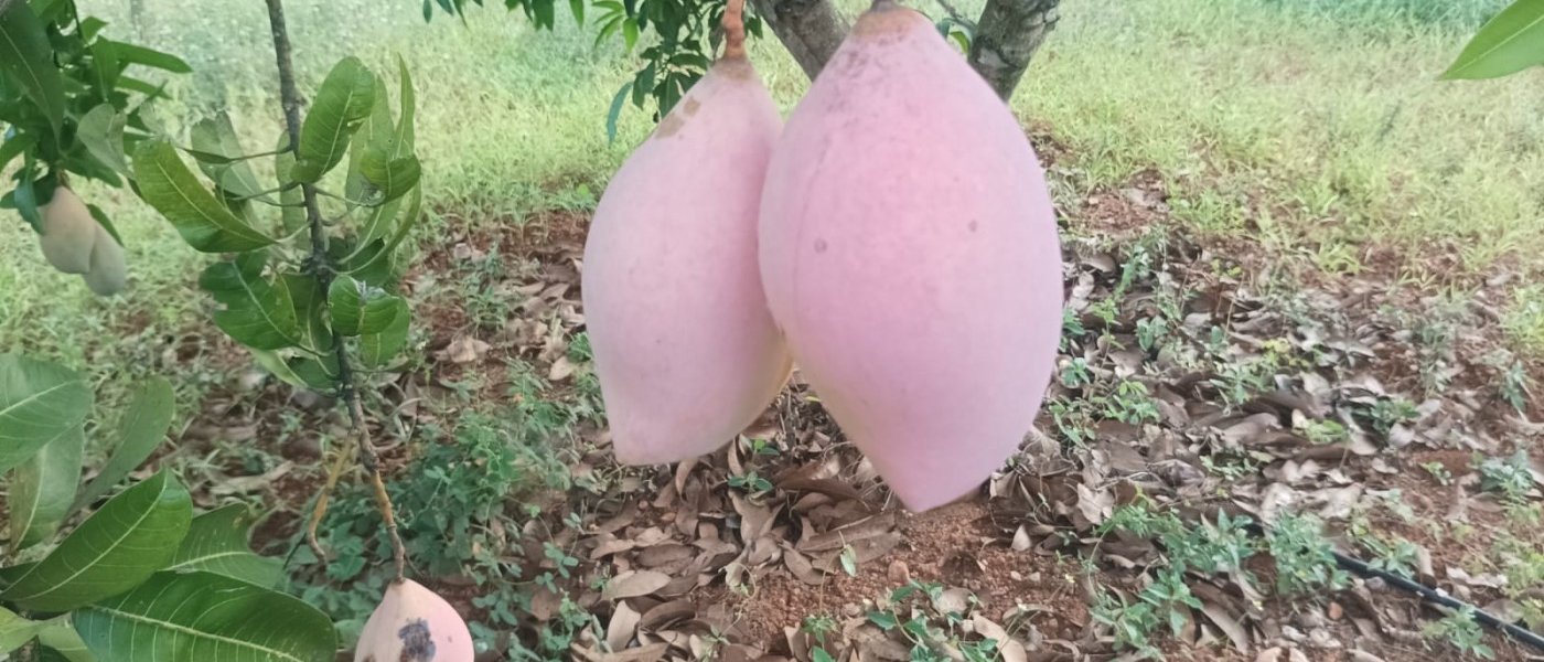 25/KG KILI MOOKU MANGOES AVAILABLE FOR BULK SALE