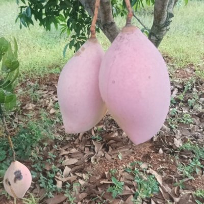 25/KG KILI MOOKU MANGOES AVAILABLE FOR BULK SALE