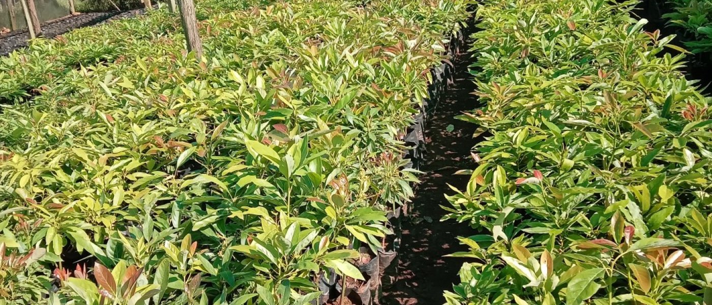 Avocado seedlings
