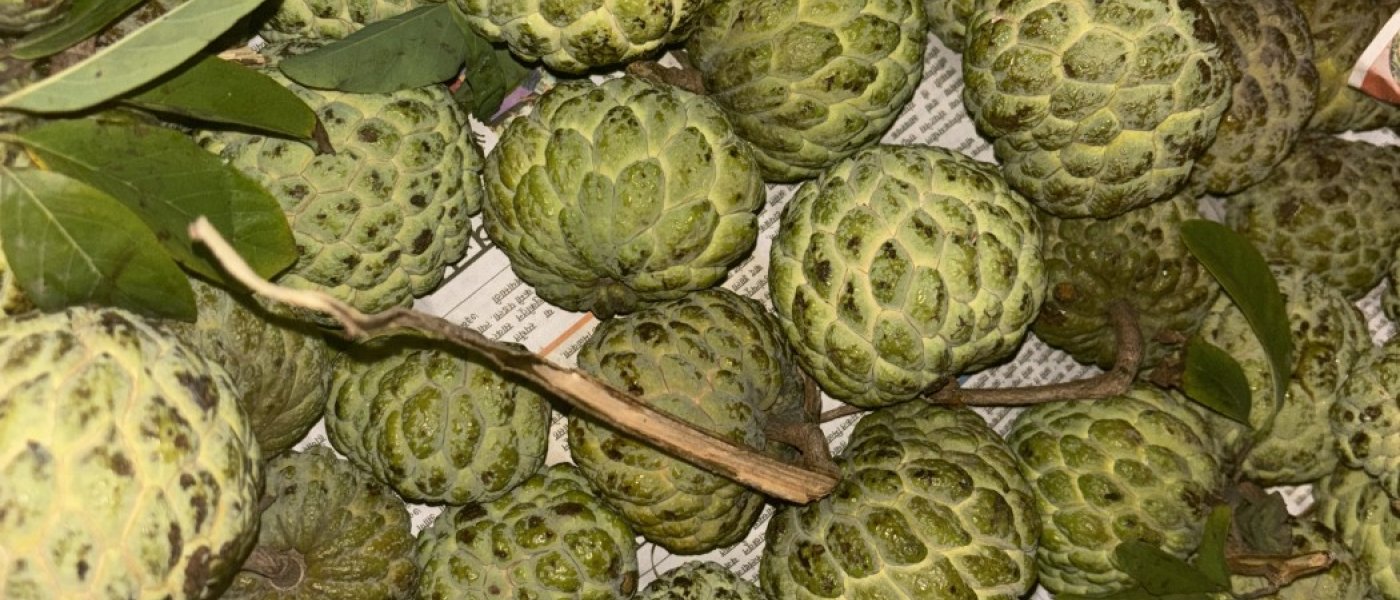 Custard apple