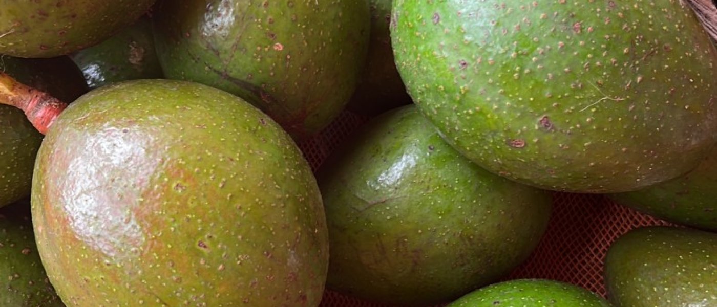 Avacado