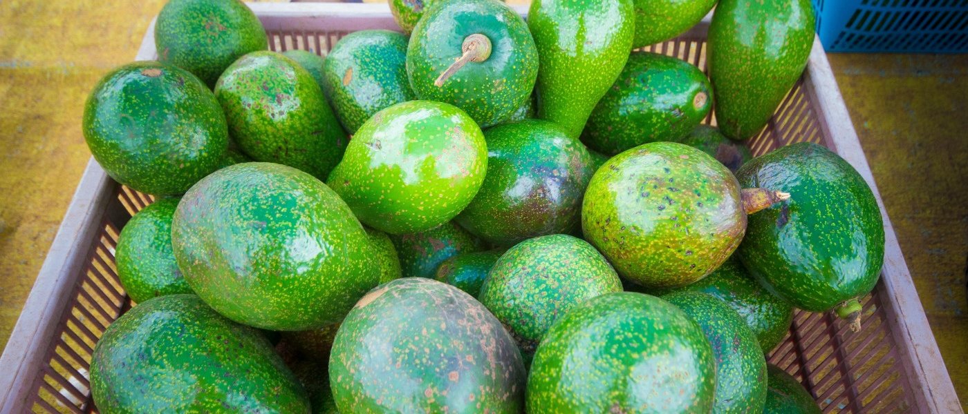 Avocado