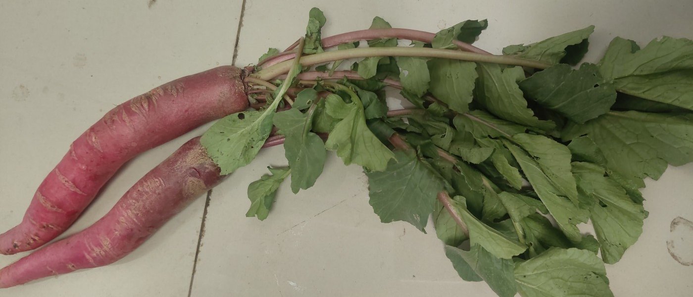 Red Radish