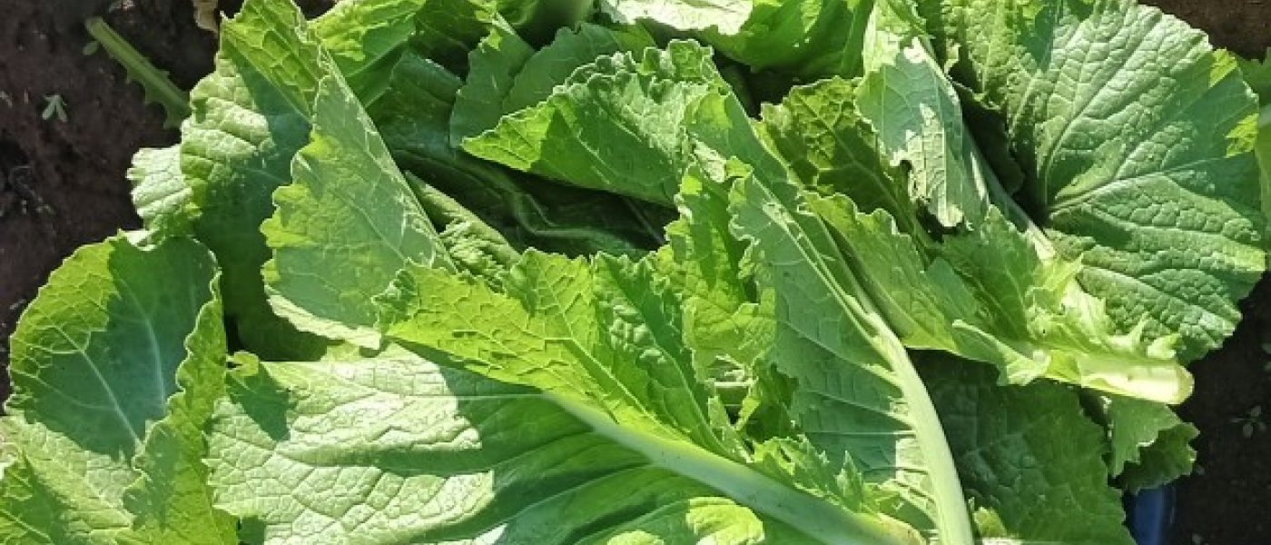 Mustard spinach