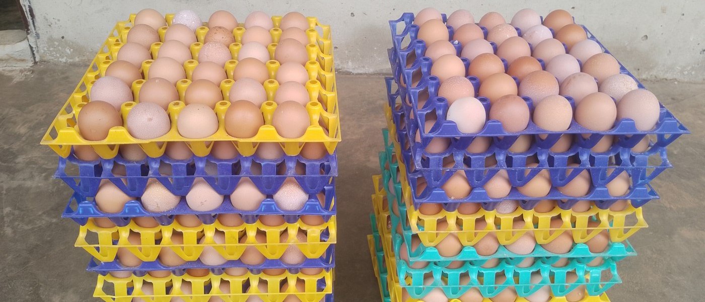 Pullet eggs
