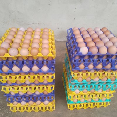 Pullet eggs