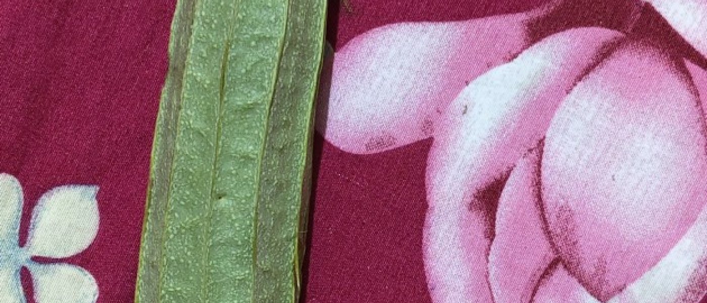 Turai तुरई pure organic