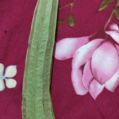 Turai तुरई pure organic