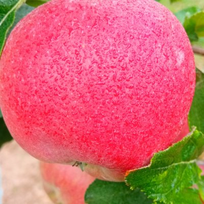 Italy Red Gala Apple 🍎