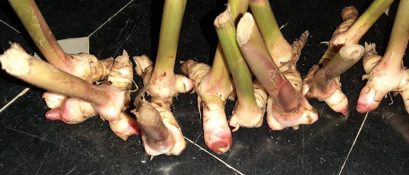 Thai ginger