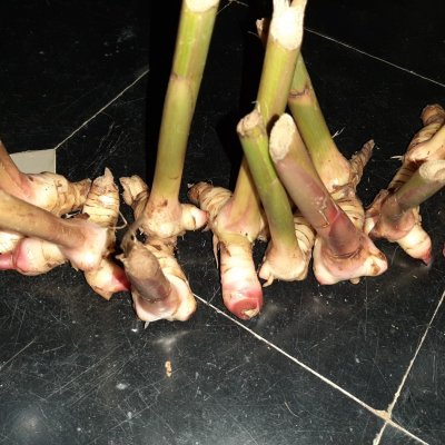 Thai ginger