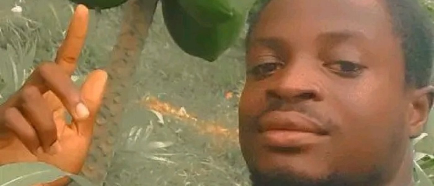 Dwarf Hybrid F1 Maradona papaya