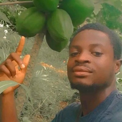 Dwarf Hybrid F1 Maradona papaya