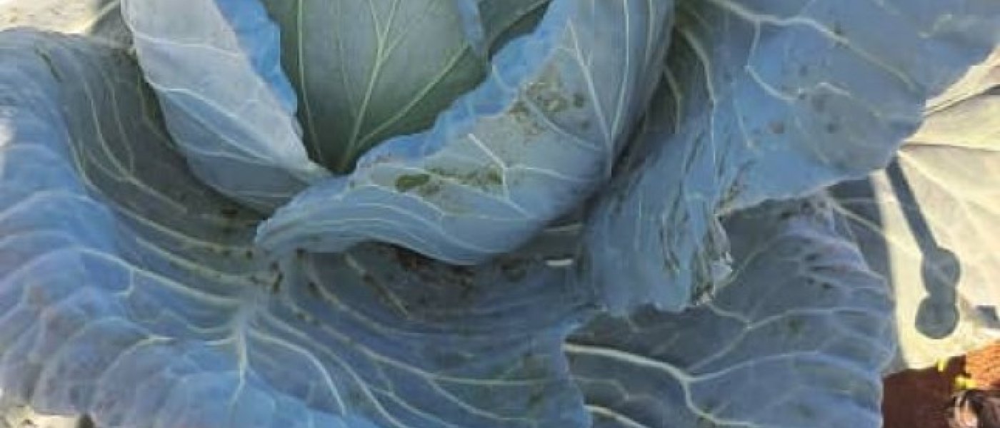 Fresh cabbages