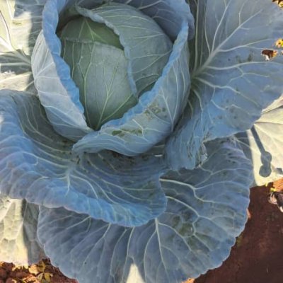 Fresh cabbages