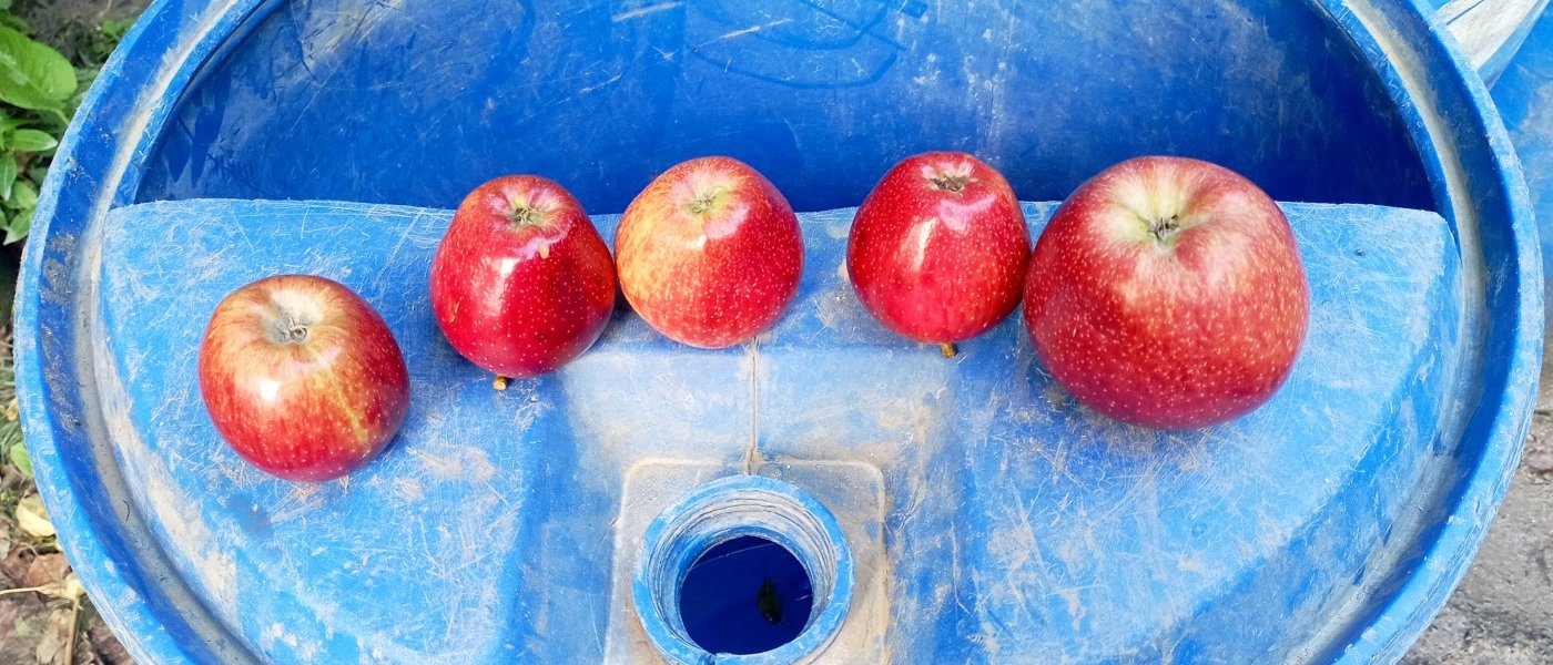 Royal delicious apple