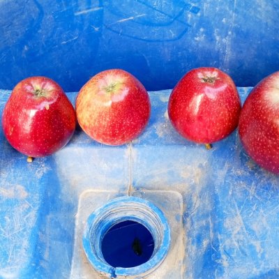 Royal delicious apple