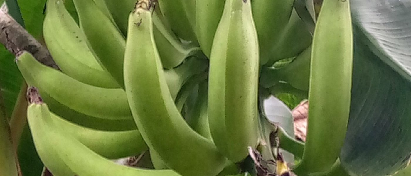 Plantain