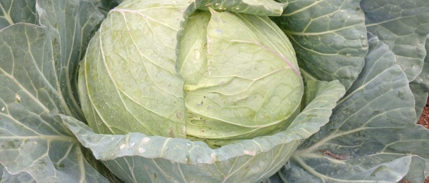 Cabbages /seasonal