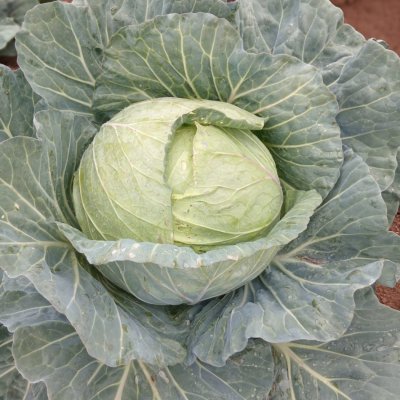 Cabbages /seasonal