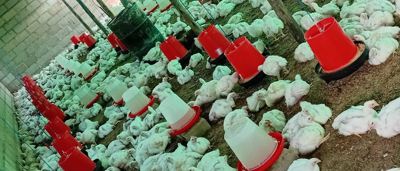 Broilers chickens