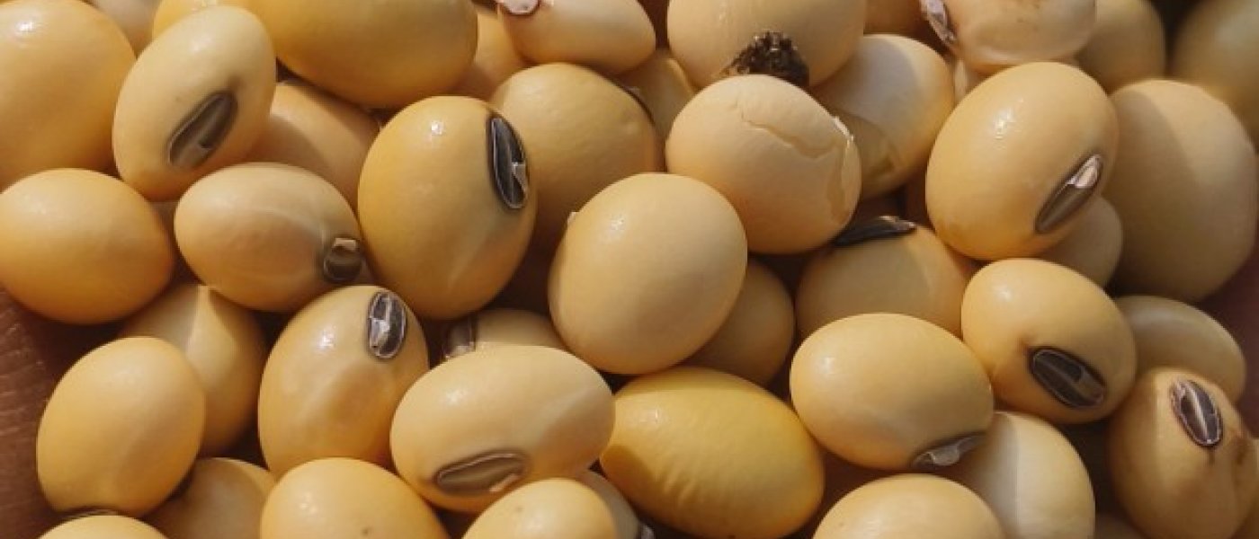 Soyabean