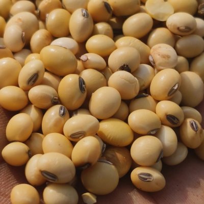 Soyabean